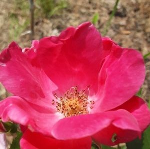 Meet your Posher, Zoie